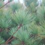 White Pine – Dwarf Connecticut Slate – #2 Container